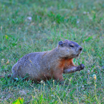 groundhog